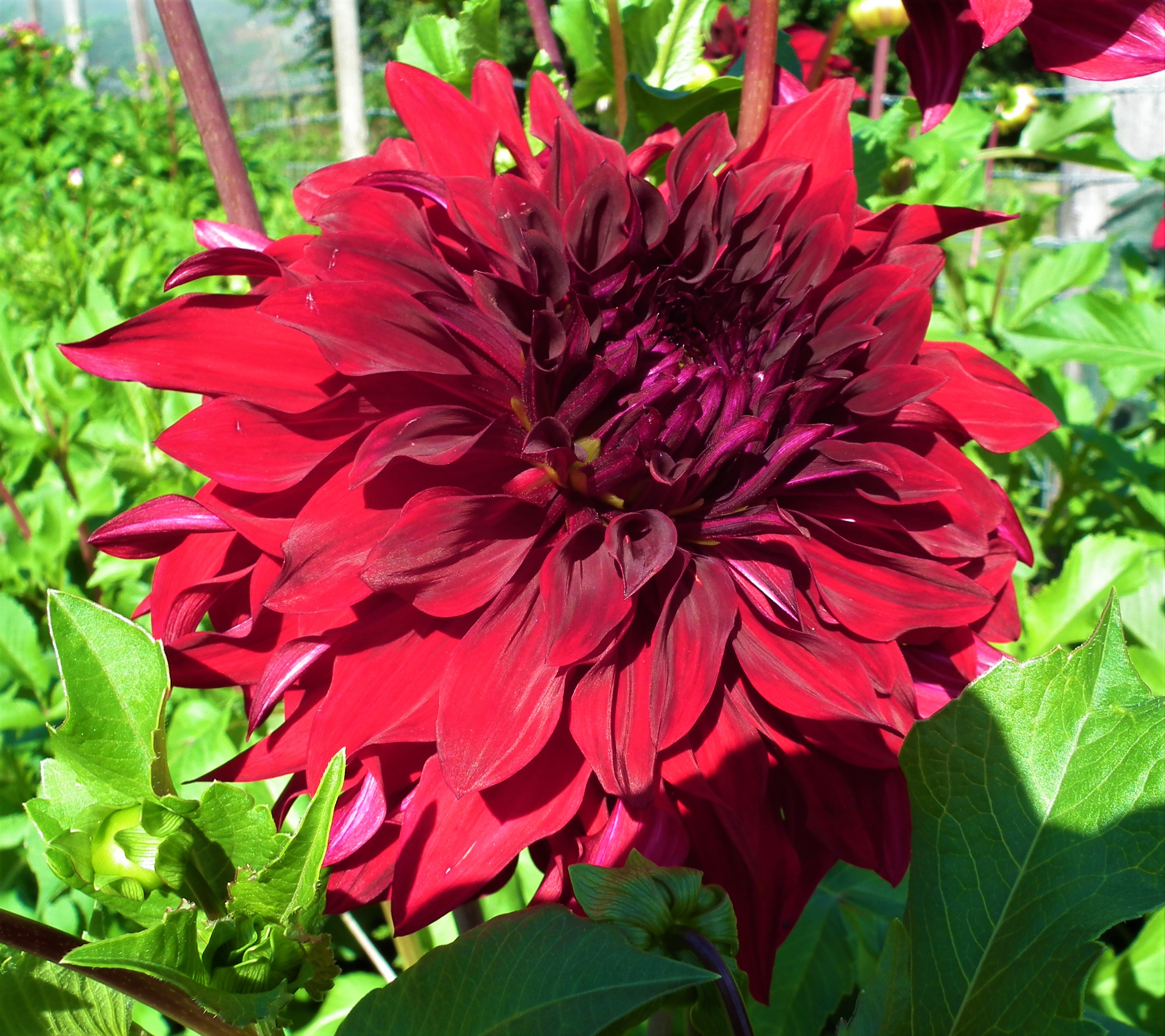Dahlia Spartacus
